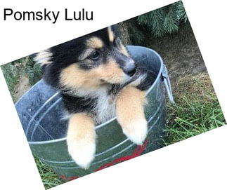 Pomsky Lulu