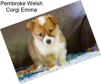 Pembroke Welsh Corgi Emma