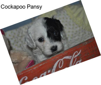 Cockapoo Pansy