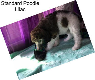 Standard Poodle Lilac