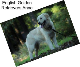 English Golden Retrievers Anne