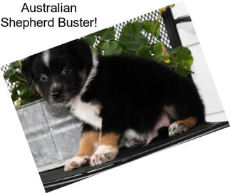 Australian Shepherd Buster!