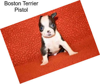 Boston Terrier Pistol