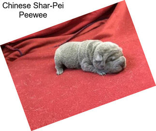 Chinese Shar-Pei Peewee