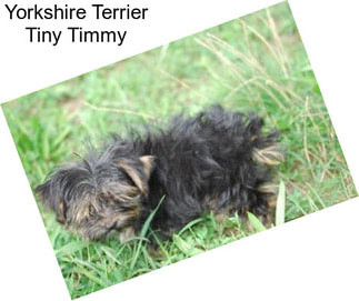 Yorkshire Terrier Tiny Timmy