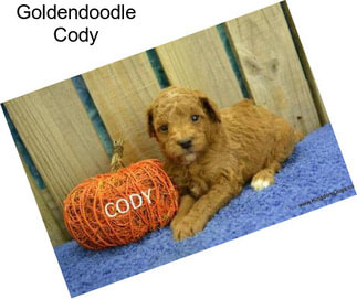 Goldendoodle Cody