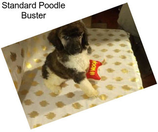 Standard Poodle Buster