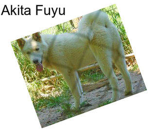 Akita Fuyu