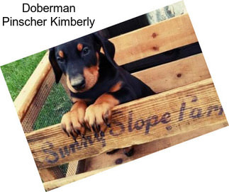 Doberman Pinscher Kimberly