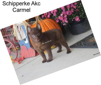 Schipperke Akc Carmel