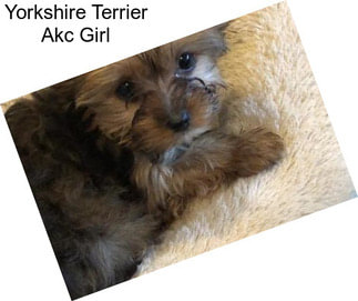 Yorkshire Terrier Akc Girl