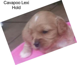 Cavapoo Lexi Hold