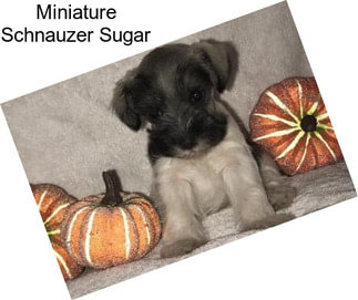 Miniature Schnauzer Sugar