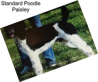 Standard Poodle Paisley