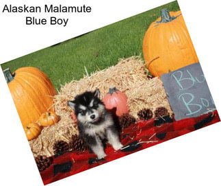 Alaskan Malamute Blue Boy