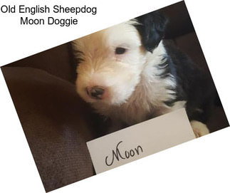 Old English Sheepdog Moon Doggie