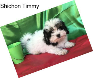 Shichon Timmy