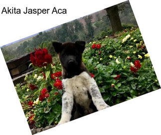 Akita Jasper Aca