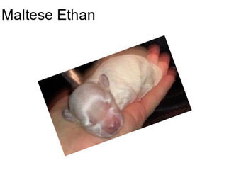 Maltese Ethan