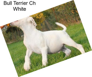 Bull Terrier Ch White