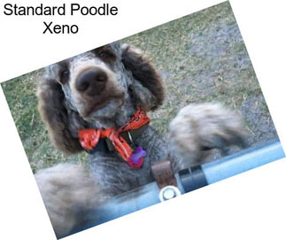 Standard Poodle Xeno