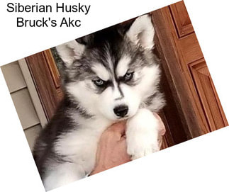 Siberian Husky Bruck\'s Akc