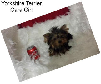 Yorkshire Terrier Cara Girl