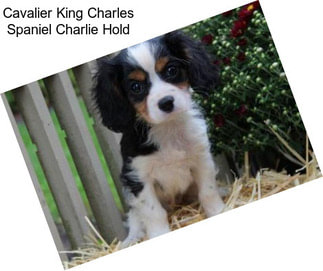 Cavalier King Charles Spaniel Charlie Hold