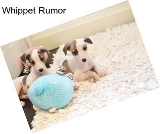 Whippet Rumor