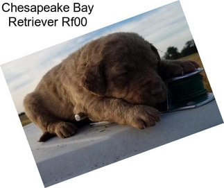 Chesapeake Bay Retriever Rf00