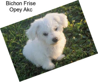 Bichon Frise Opey Akc