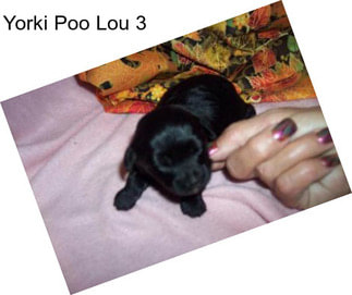 Yorki Poo Lou 3
