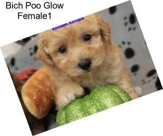 Bich Poo Glow Female1