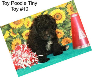 Toy Poodle Tiny Toy #10