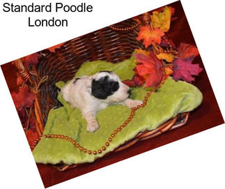 Standard Poodle London
