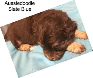 Aussiedoodle Slate Blue