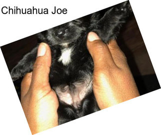 Chihuahua Joe