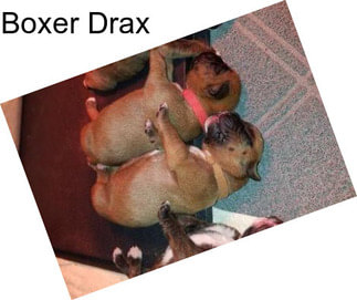 Boxer Drax