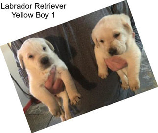 Labrador Retriever Yellow Boy 1