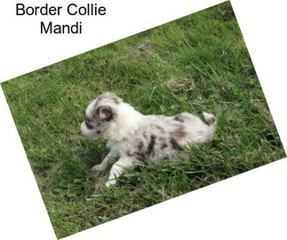 Border Collie Mandi