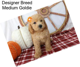Designer Breed Medium Goldie