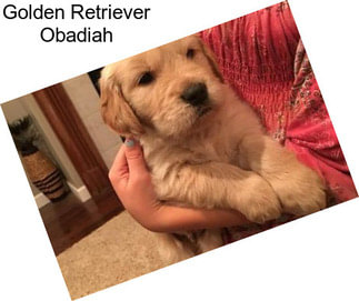 Golden Retriever Obadiah