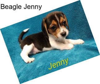 Beagle Jenny