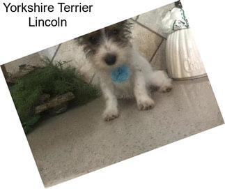 Yorkshire Terrier Lincoln