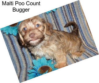 Malti Poo Count Bugger