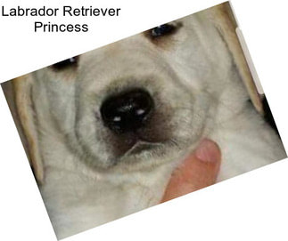 Labrador Retriever Princess