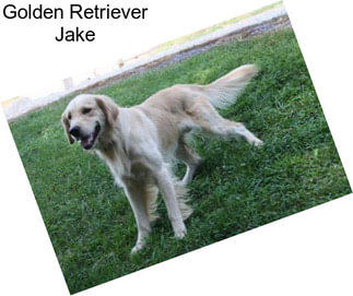 Golden Retriever Jake