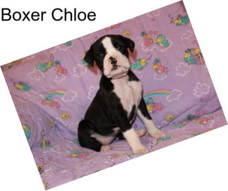 Boxer Chloe