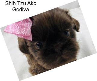 Shih Tzu Akc Godiva