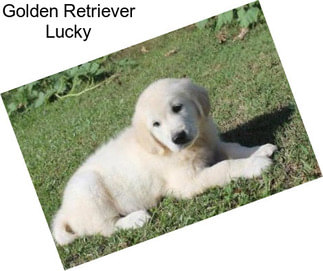 Golden Retriever Lucky